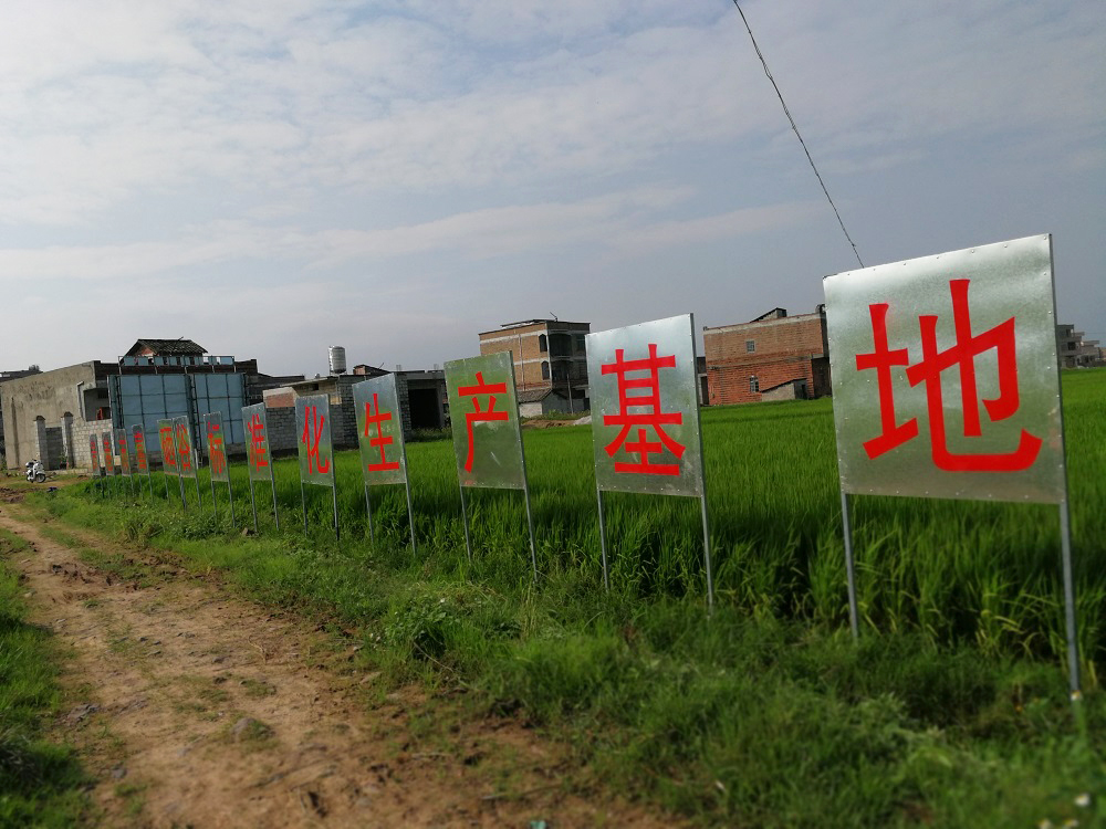杨林村优质稻谷生产基地