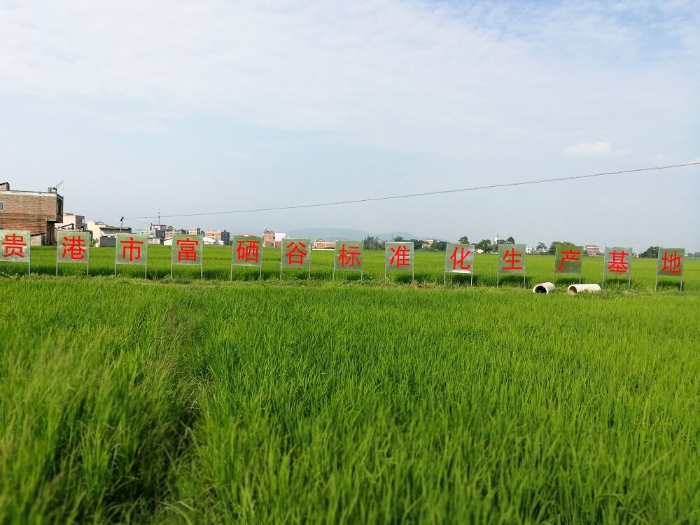 杨林村优质稻谷生产基地